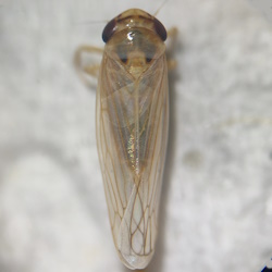 Exitianus nanus
